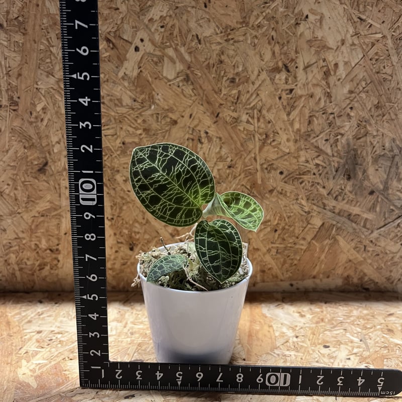 ジュエルオーキッド　マコデス　ペトラ ジュエルオーキッド（マコデス・ペトラ）Baby | 観葉植物の通販