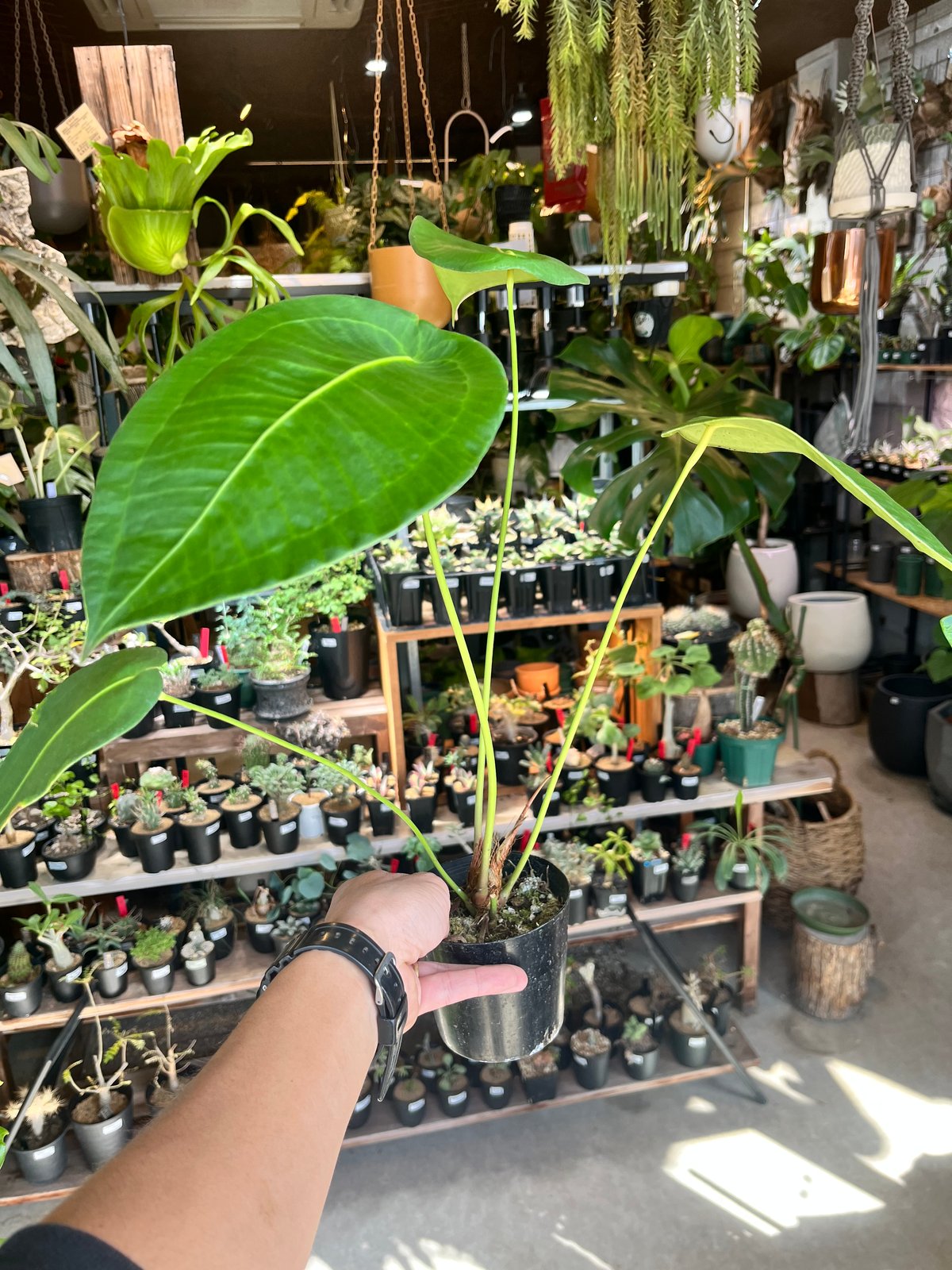 アンスリウム ペルティゲラム | GREEN LUCK