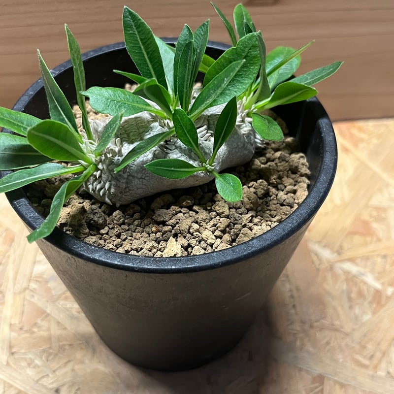 パキポディウム 恵比寿笑い | GREEN LUCK