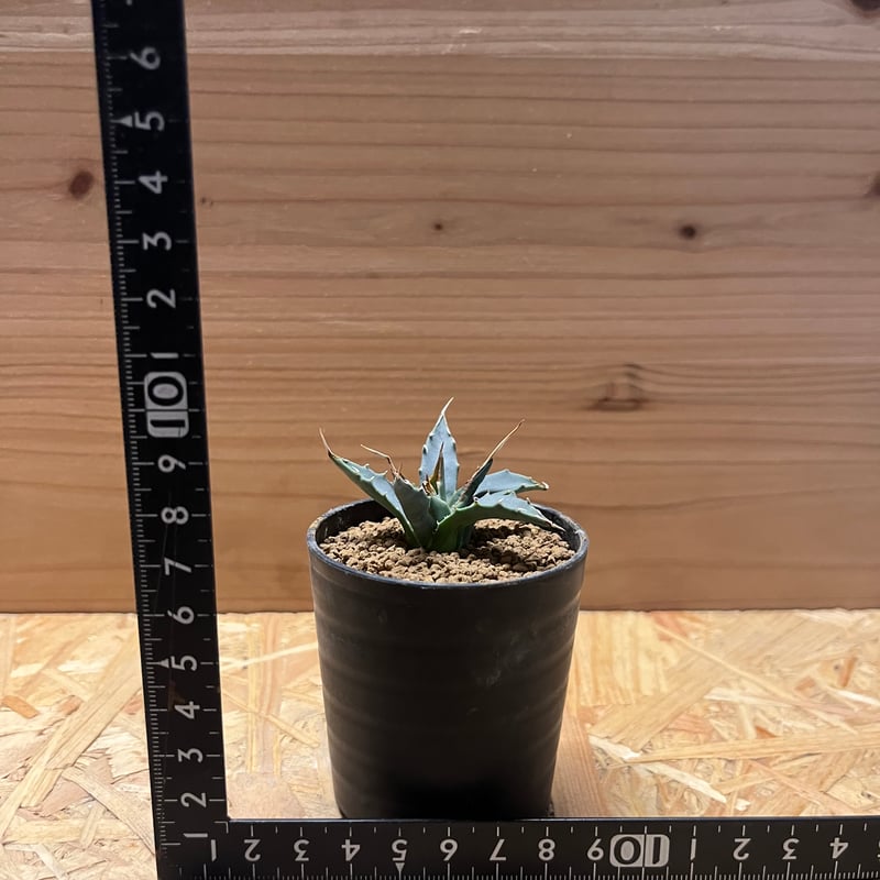 a937 アガベ ユタエンシス エボリスピナ