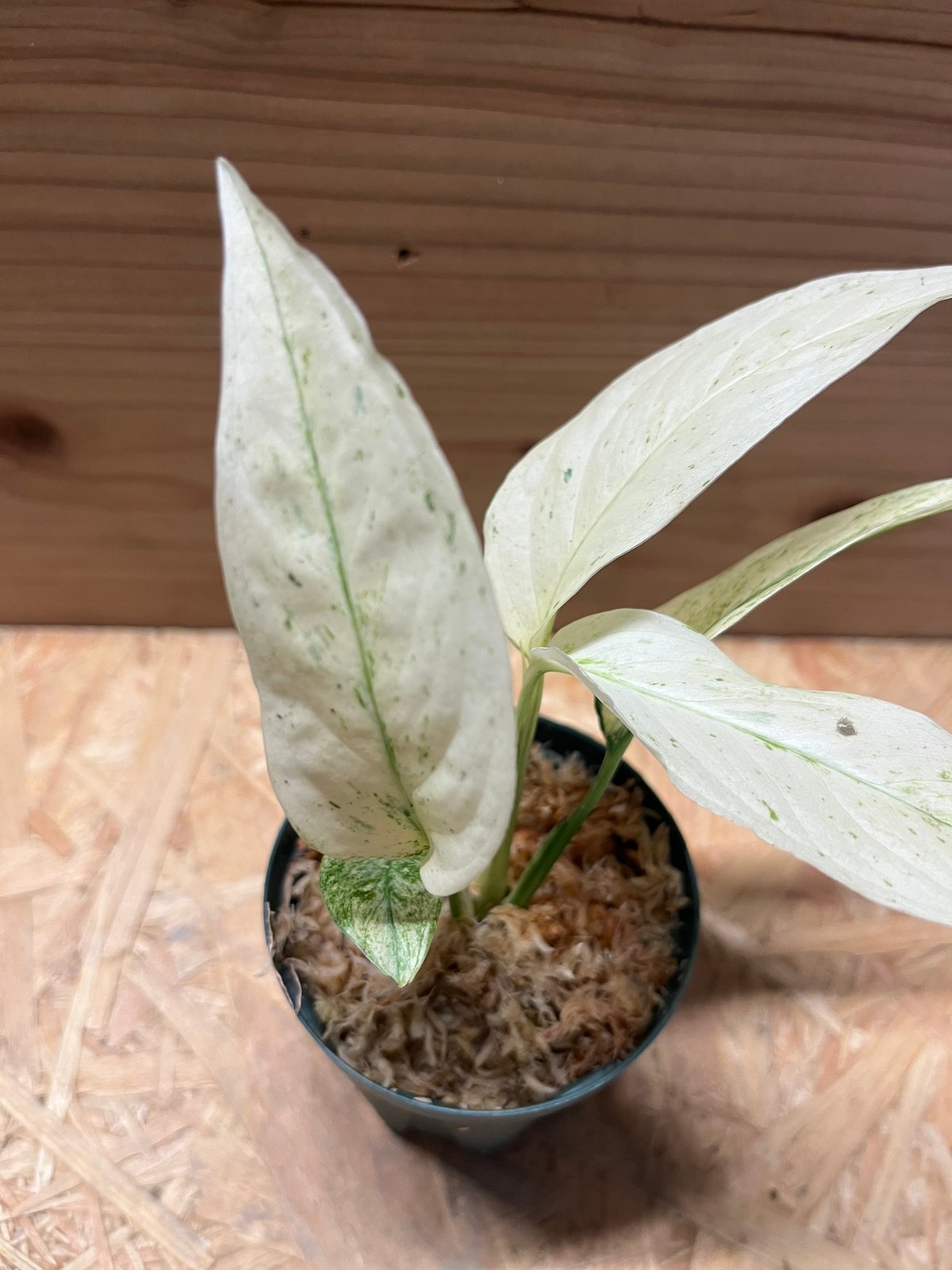 岩本みすず様専用⚠】空気をキレイにする♪エコプラント♥ポトス