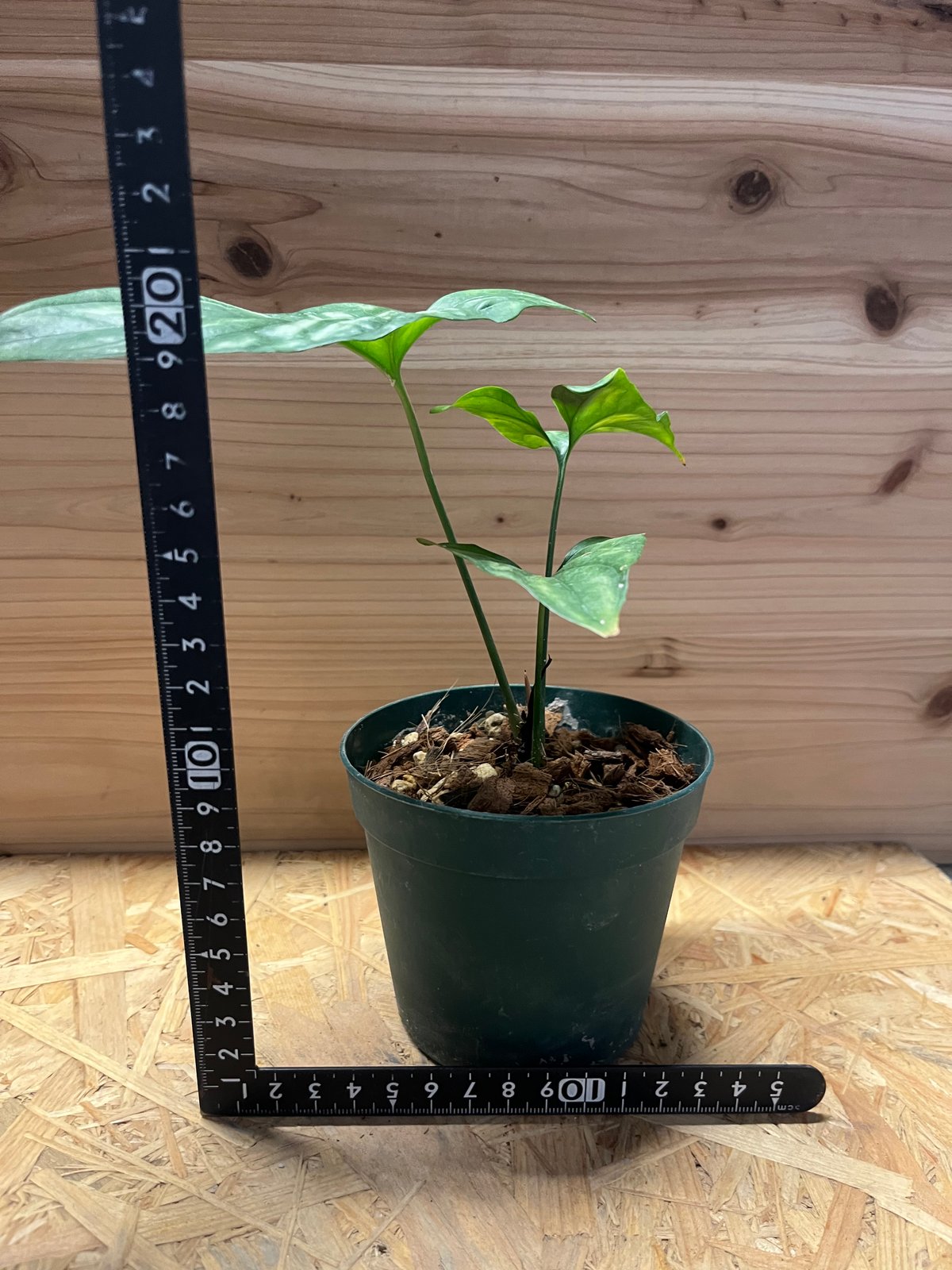 セルセスティス ミラビリス | GREEN LUCK