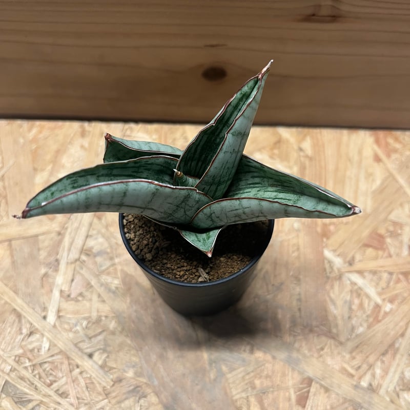 サンスベリア ホビット | GREEN LUCK