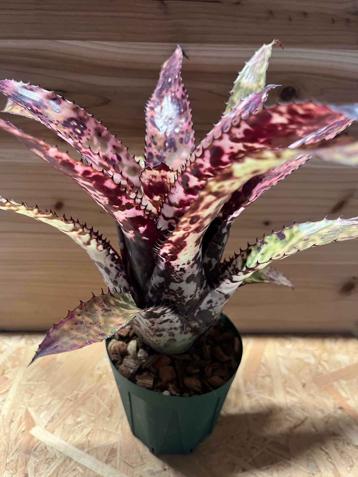 エクメア　オーランディアナ エクメア オーランディアナ エンサイン | GREEN LUCK