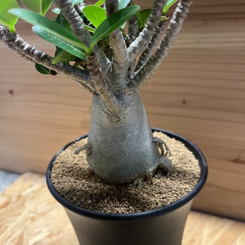 アデニウム アラビカム | GREEN LUCK