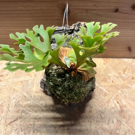 ビカクシダリドレイ | STORES