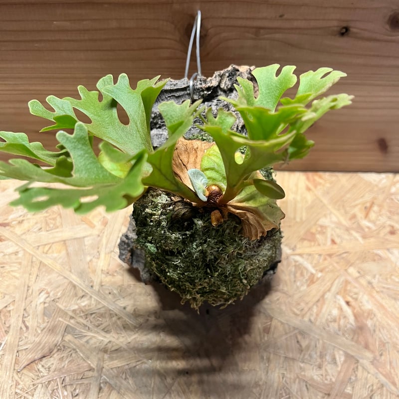 ビカクシダ リドレイ ドワーフ シルベリー | GREEN LUCK