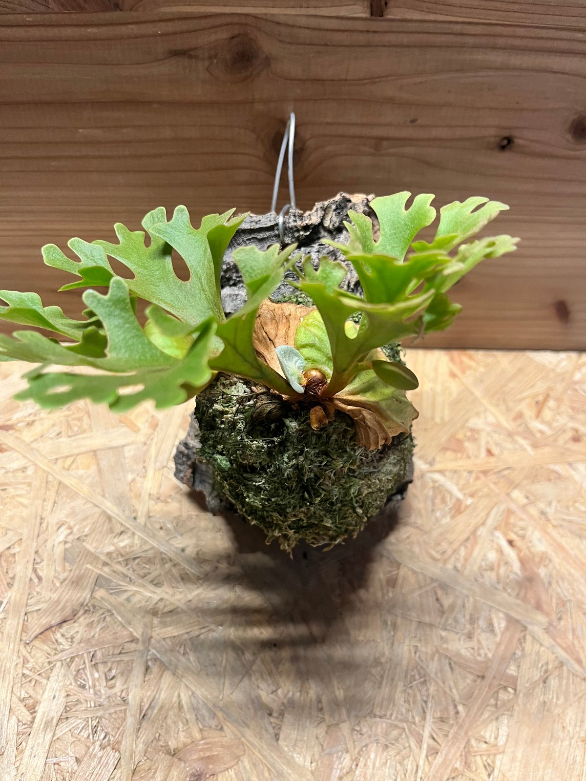 ビカクシダ リドレイ ドワーフ シルベリー | GREEN LUCK