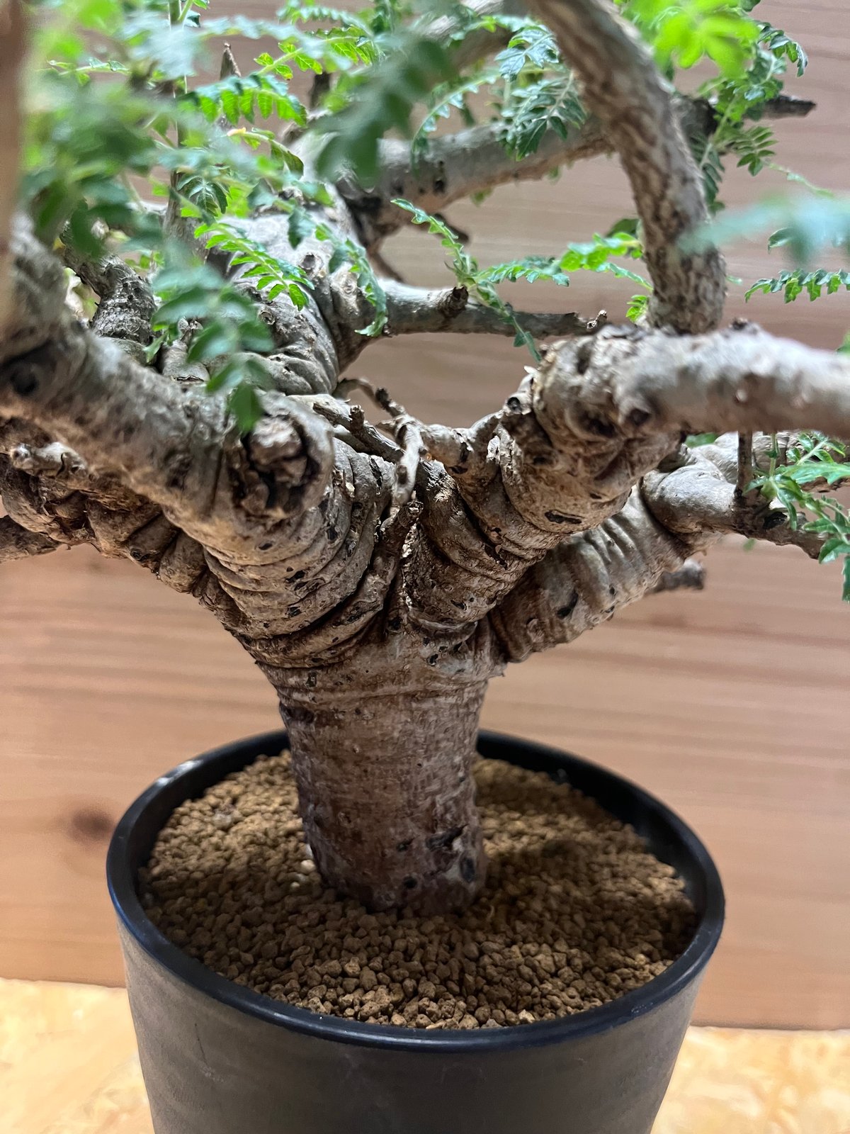 ボスウェリア ネグレクタ | GREEN LUCK