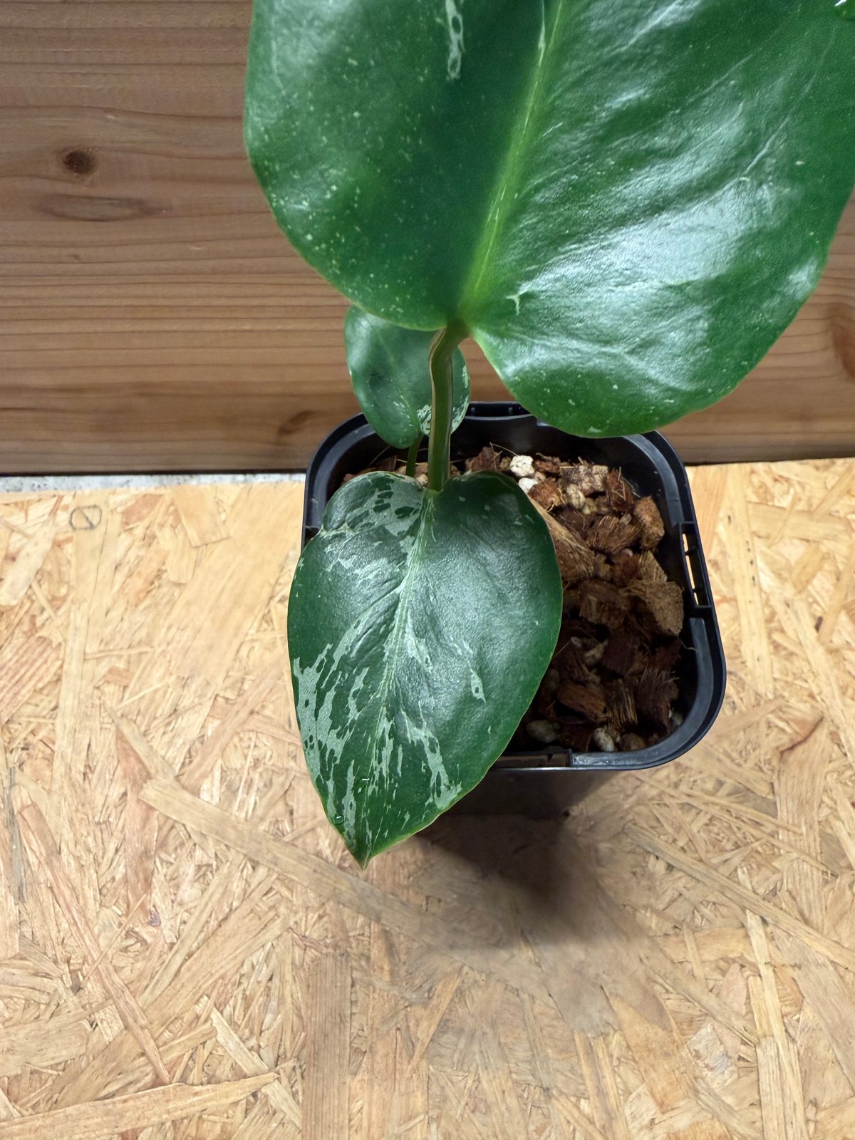 モンステラ デリシオーサ 'バルバソー' | GREEN LUCK