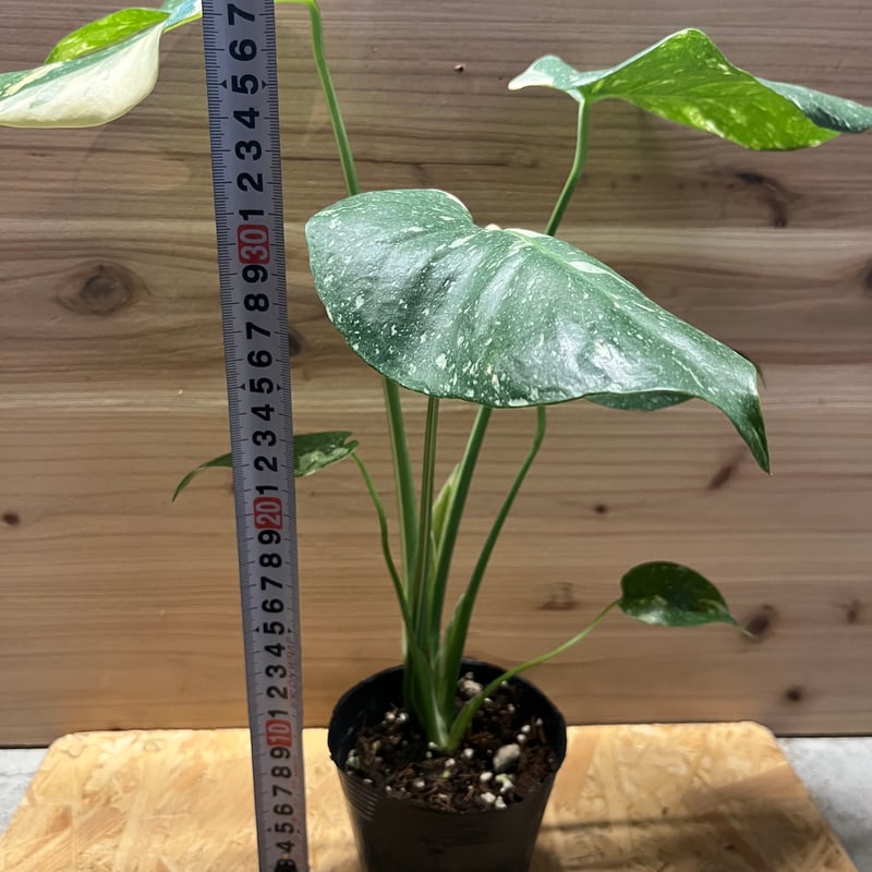 た*き様 今回は送料込み　モンステラ斑入り（イエローモンスター） 栽培一年を経過し巨大化するイエローモンスター - 私のモンステラ