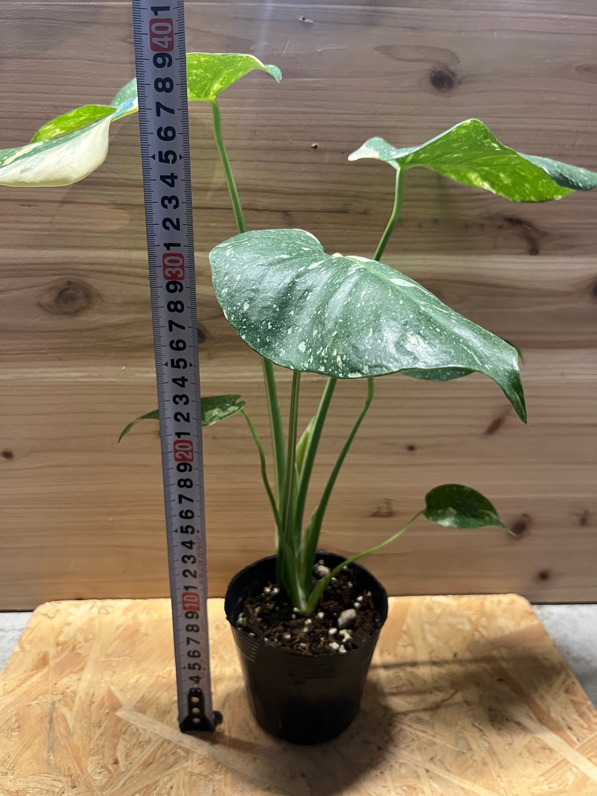 斑入りモンステラ イエローモンスター | GREEN LUCK