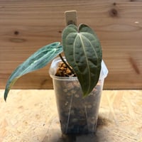 アンスリウム 'ダークフェニックス' 斑入り | GREEN LUCK