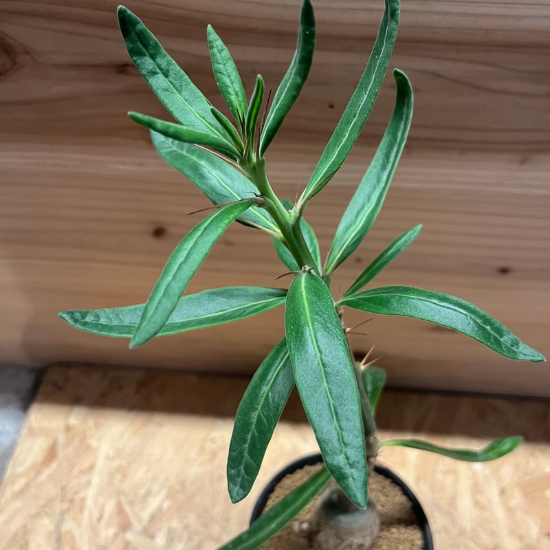 パキポディウム サキュレンタム | GREEN LUCK