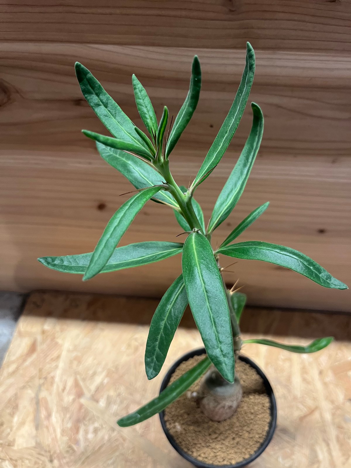 パキポディウムセット2 カクチ デンシ サキュレンタム ロスラツム エブレネウム パキポディウム サキュレンタム | GREEN LUCK