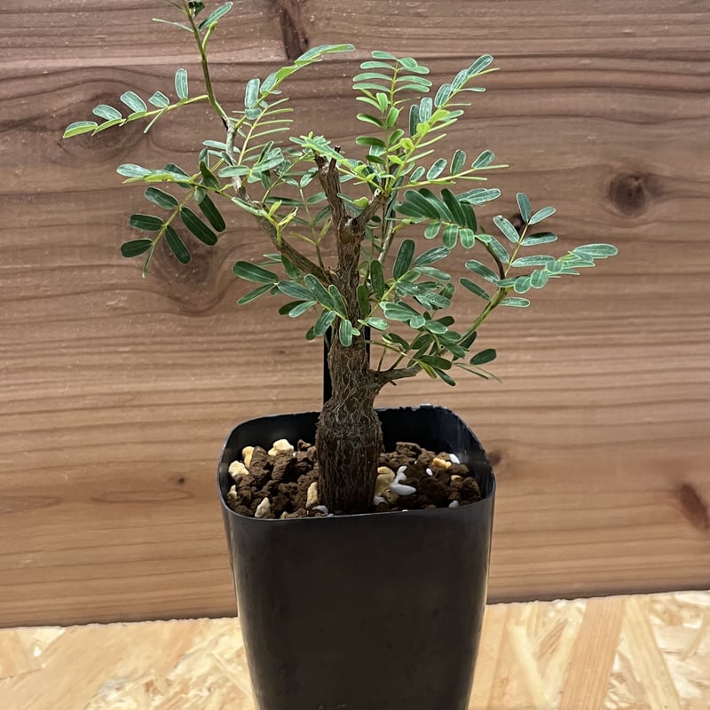 センナ メリディオナリス | GREEN LUCK