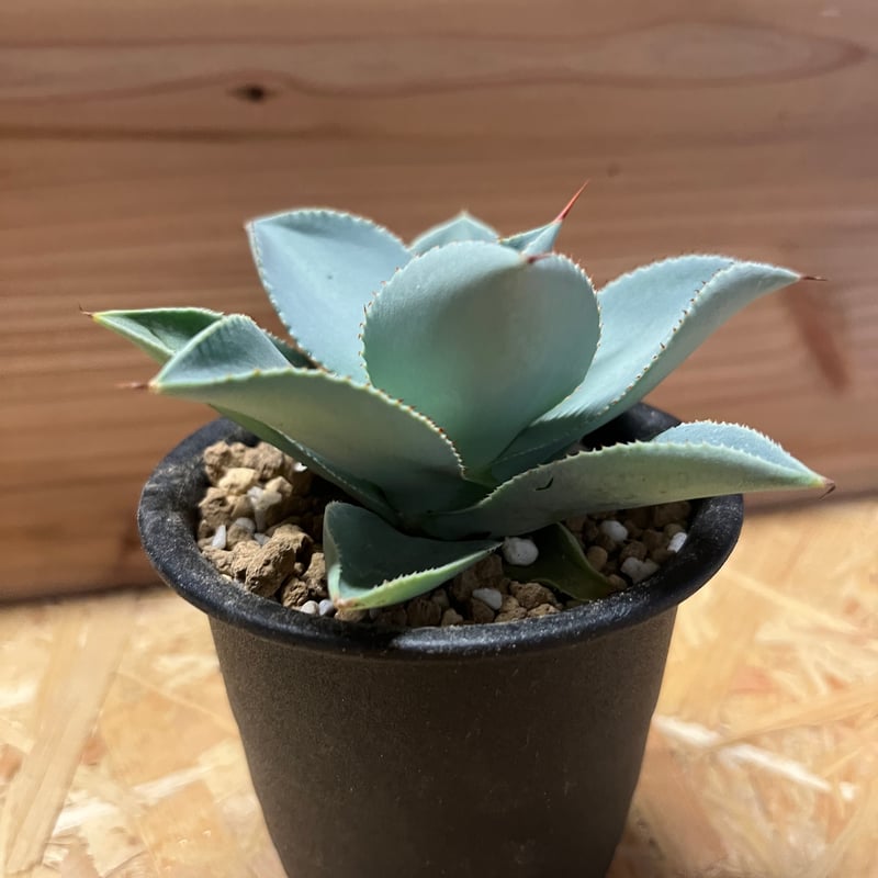 アガベ ピグマエア ドラゴントゥース | GREEN LUCK