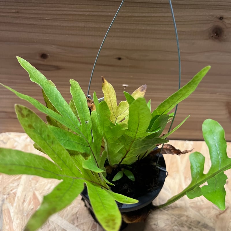 アグラオモルファ （ドリナリア）プレウリディオイデス | GREEN LUCK