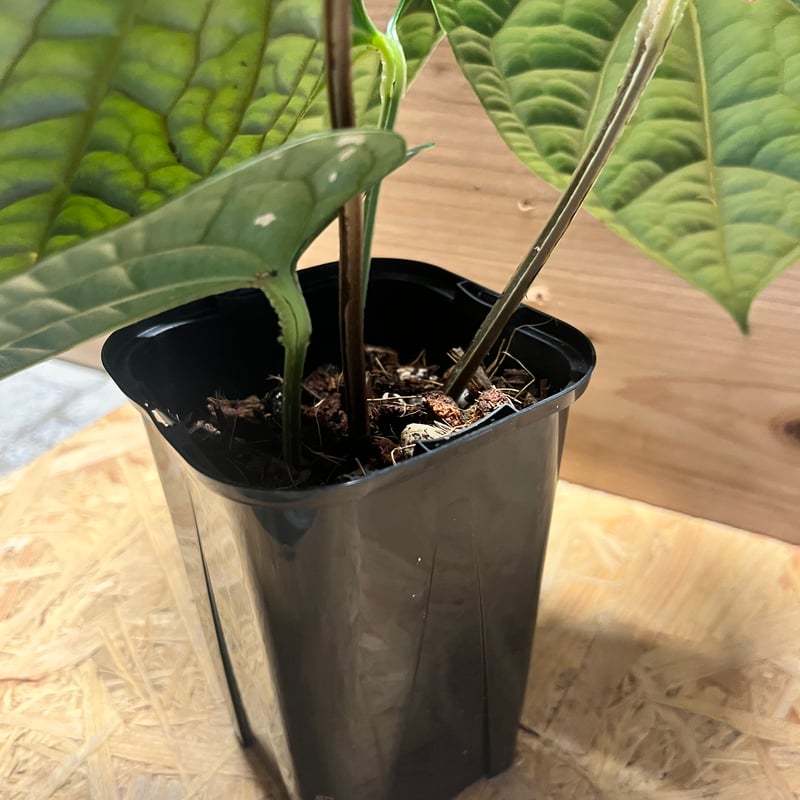 アンスリウム ルクスリアンス 'ブラック' | GREEN LUCK