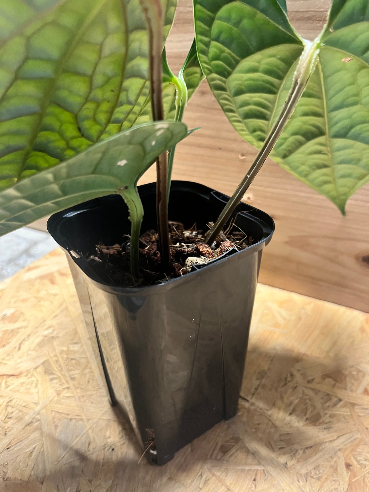 アンスリウム ルクスリアンス 'ブラック' | GREEN LUCK