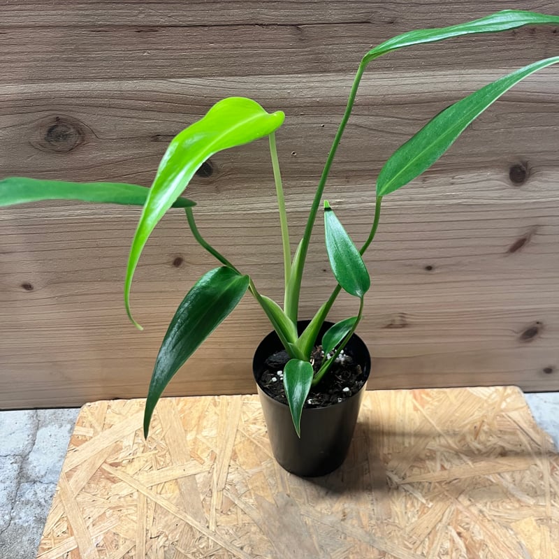 モンステラ バールマルクスフレーム | GREEN LUCK