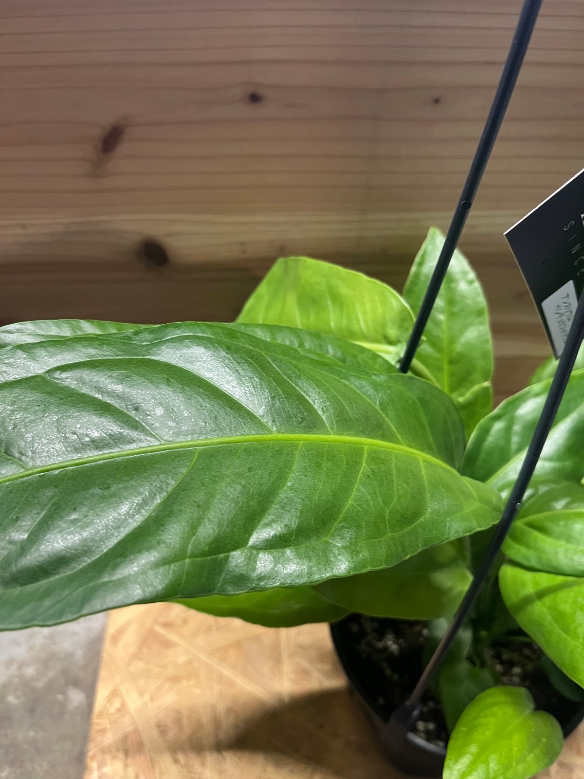 アンスリウム ペンドゥリフォリウム | GREEN LUCK