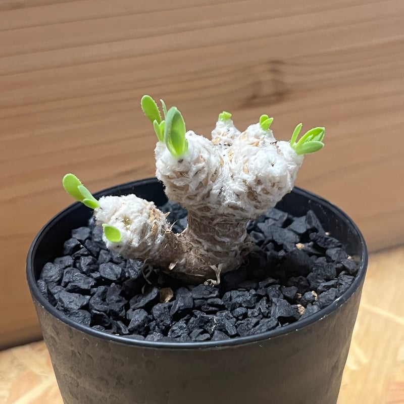 オトンナ　レトロルサ オトンナ レトロルサ | GREEN LUCK