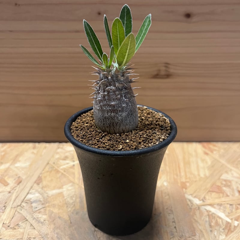 パキポディウム伊藤ハイブリッド　特大株❗️ パキポディウム 伊藤ハイブリッド | GREEN LUCK