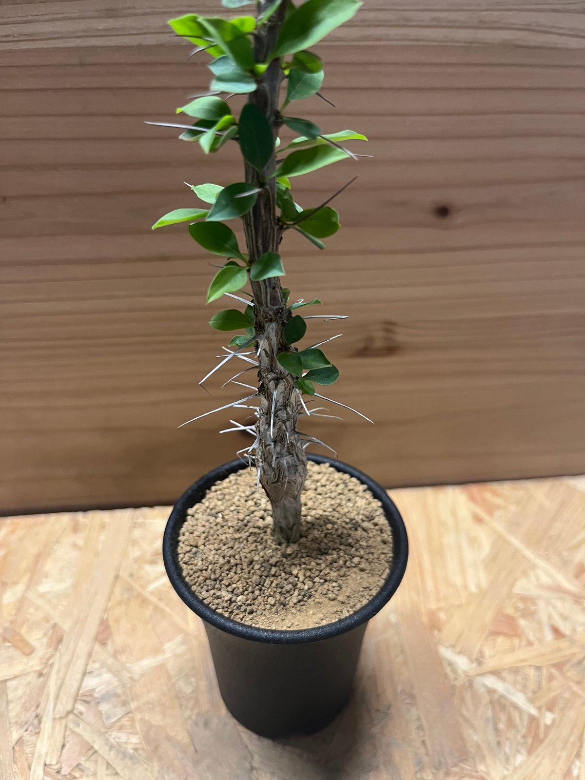 フォークイエリア ディグエッティ | GREEN LUCK