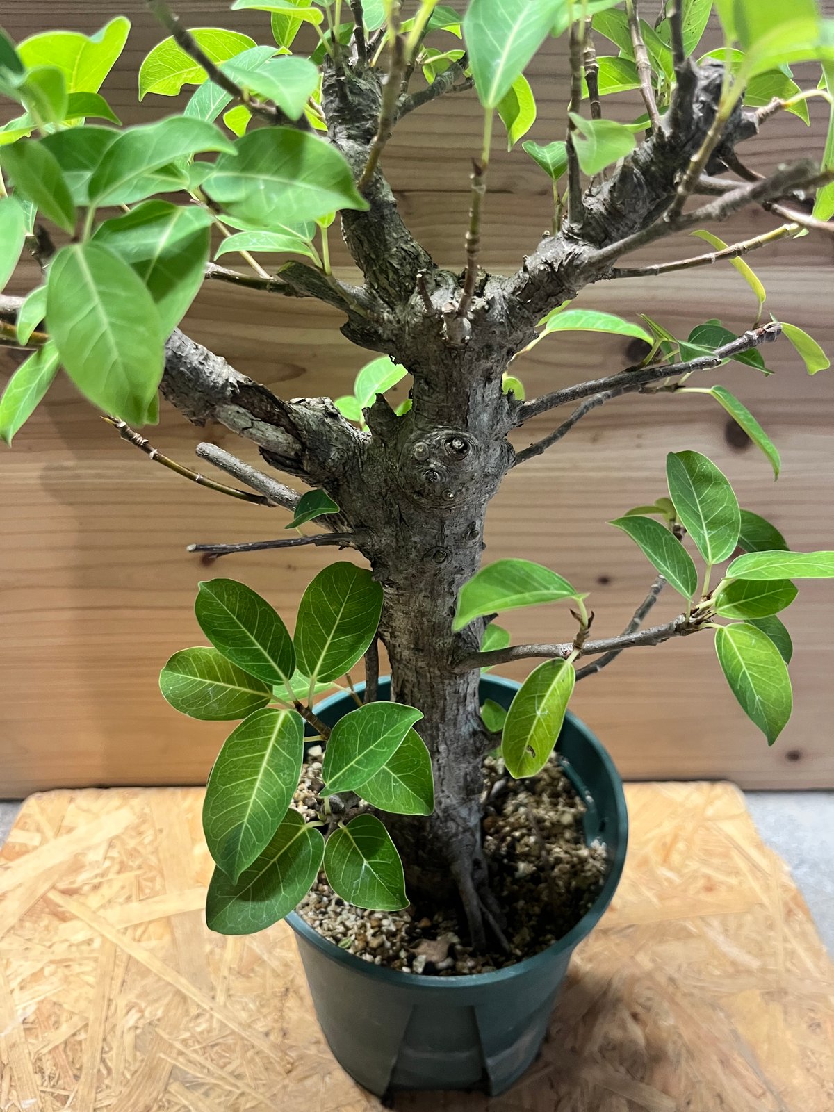 ガジュマル 古木 フィカス ミクロカルパ | GREEN LUCK
