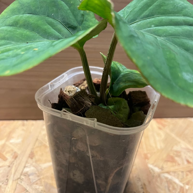 Anthurium kunayalense　アンスリウム　クナヤレンセ アンスリウム クナヤレンセ | GREEN LUCK