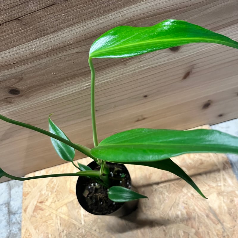 t*i様 モンステラデリシオーサバールマルクスフレームベアルート発根済美株 S*u様 モンステラデリシオーサバールマルクスフレームベアルート発根済