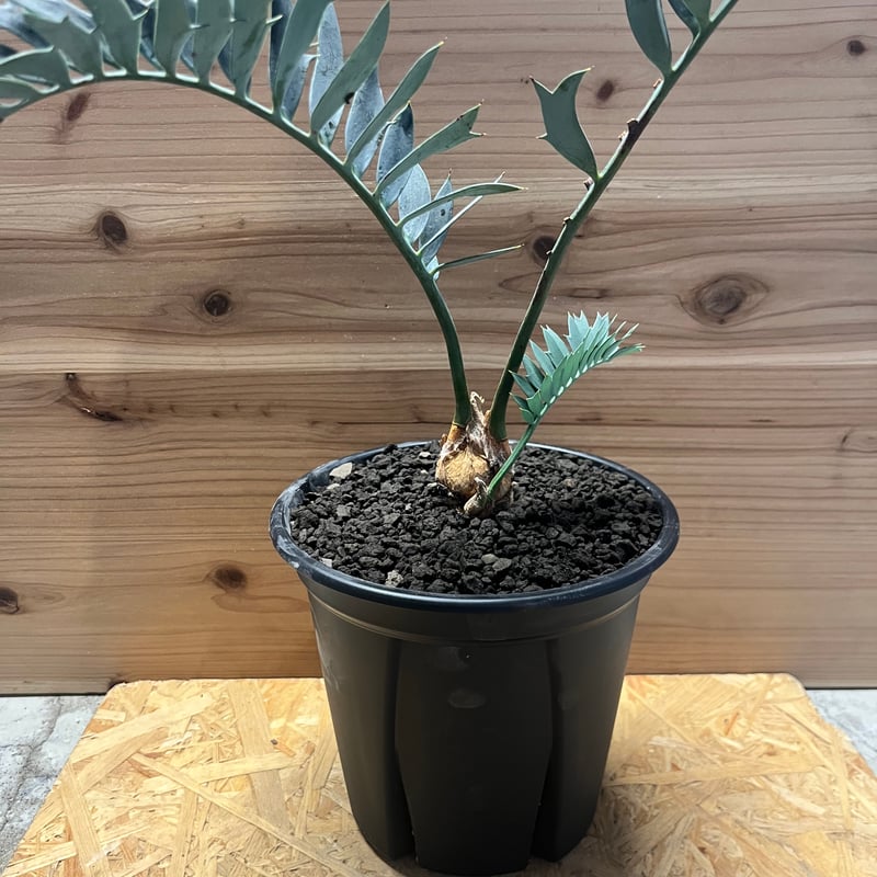 エンセファラルトス ホリダス | GREEN LUCK