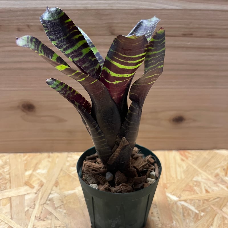 ネオレゲリア ネオレゲリア サボイトリュフ | GREEN LUCK