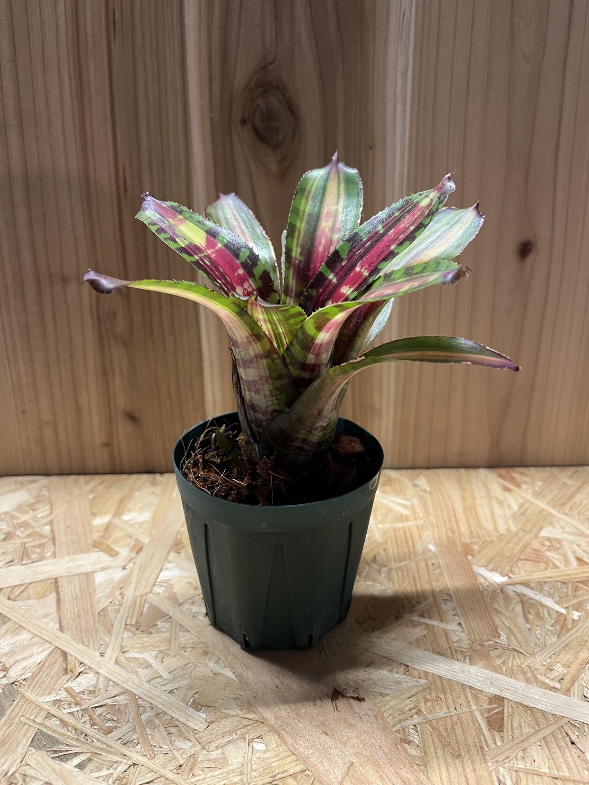 ネオレゲリア デスパシート | GREEN LUCK