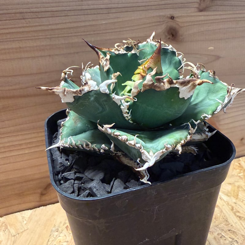 アガベ チタノタ '金剛 King Kong' | GREEN LUCK