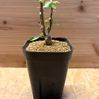 フォークイエリア　ファシクラータ