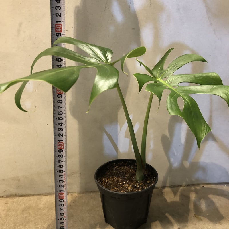 モンステラ デリシオサ コンパクタ | GREEN LUCK