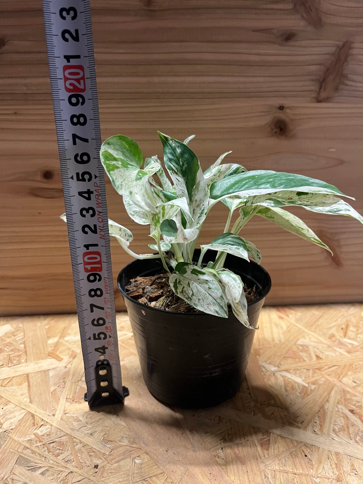 fit=scale-down,w=1200