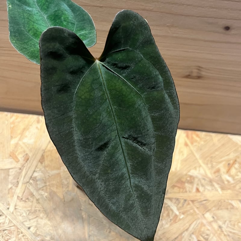 アンスリウム ダーケストパナマ×ソウルリーパー | GREEN LUCK