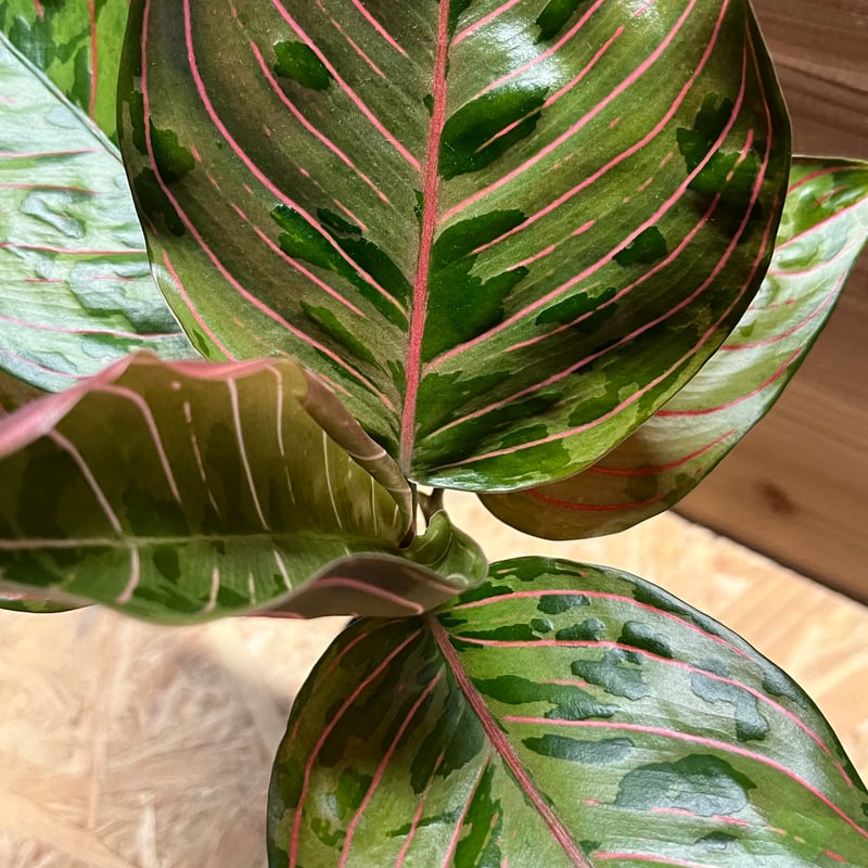 アグラオネマ レッドアーミー | GREEN LUCK