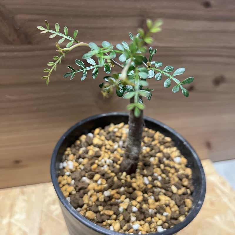 オペルクリカパキプス根ざし盆栽仕立て オペルクリカリア パキプス 根差し (商品番号PP-60) | RISE