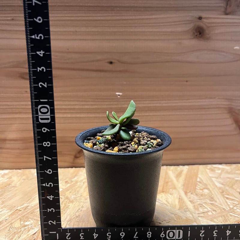 ケラリア ピグマエア 実生 | GREEN LUCK