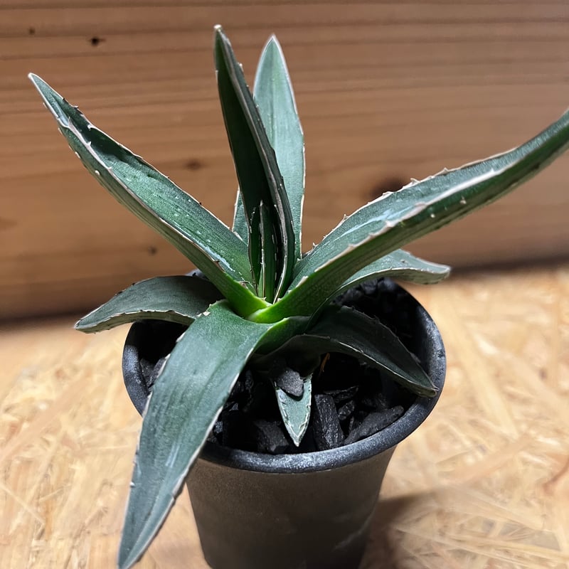 【アガベ　ピンティラ　実生　特大苗】（ピチンラ） アガベ ピンティラ 実生 特大苗】（ピチンラ）