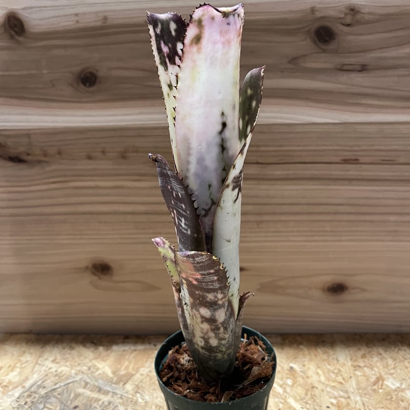 ビルベルギア ミッドナイトサン | GREEN LUCK