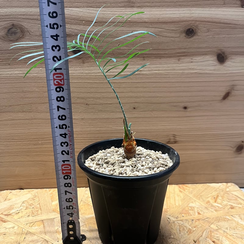 2月入荷 5粒 サイカス・カイルンシアナ 証明書あり2208 2月入荷 5粒 サイカス・カイルンシアナ 証明書あり2208 2月入荷 5粒