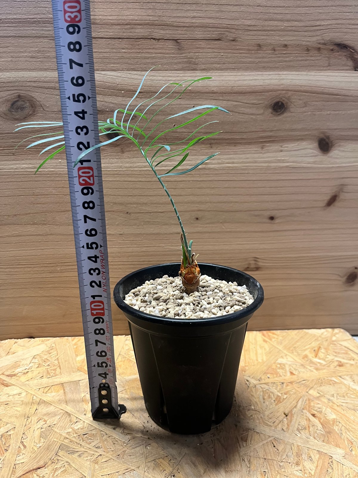 サイカス カイルンシアナ | GREEN LUCK