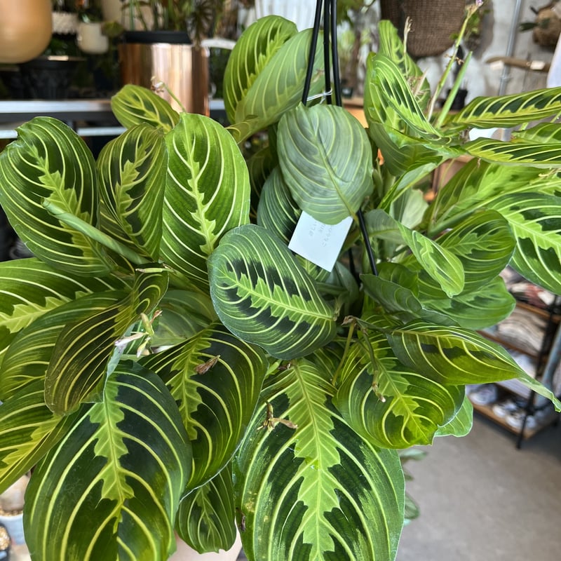 マランタ マランタ レウコネウラ レモンライム 5号吊り鉢 | GREEN LUCK