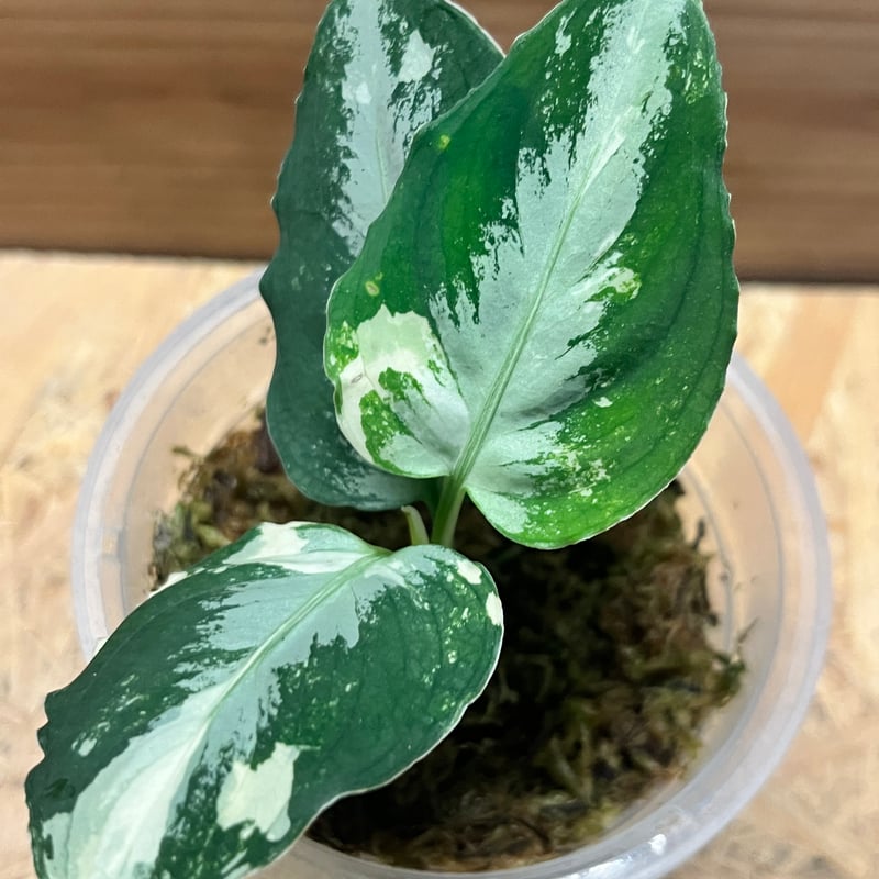 アグラオネマ　ピクタム　斑入り アグラオネマ ピクタム 斑入り | GREEN LUCK