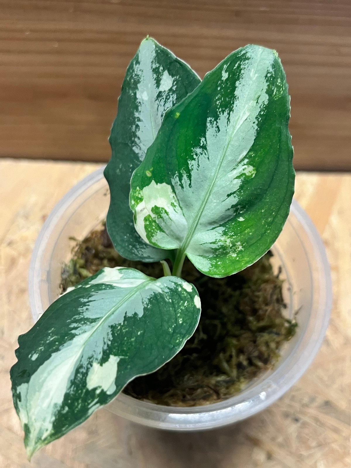 アグラオネマ ピクタム 斑入り | GREEN LUCK